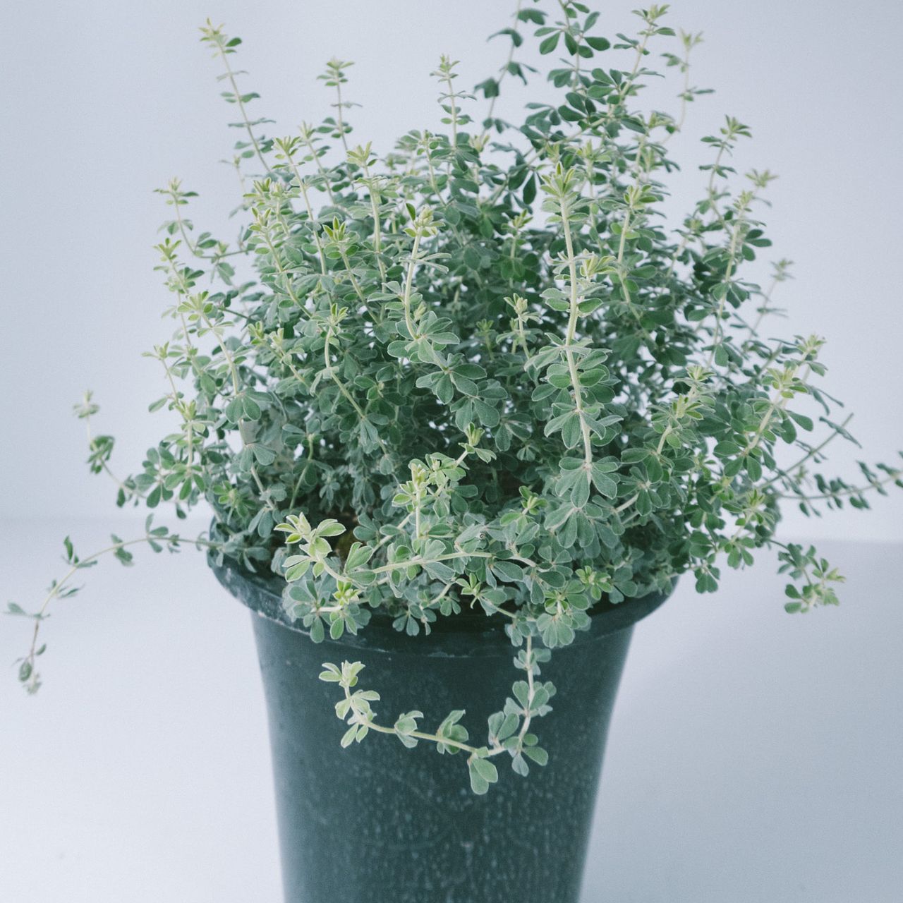 ロータス「ブリムストーン」