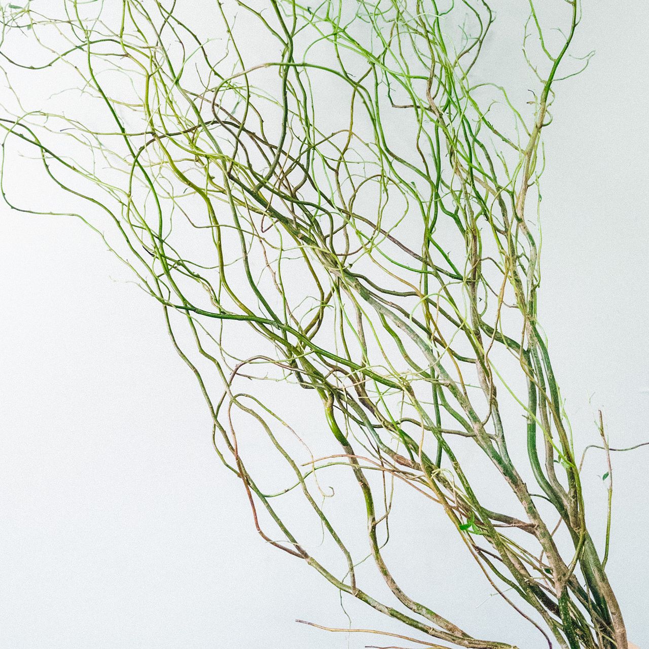 雲竜柳　ドライ　約１４０　～　１６０cm　１０本　とおまけの数本付き Yahoo!オークション - ドライフラワー ドラゴン柳 雲竜柳