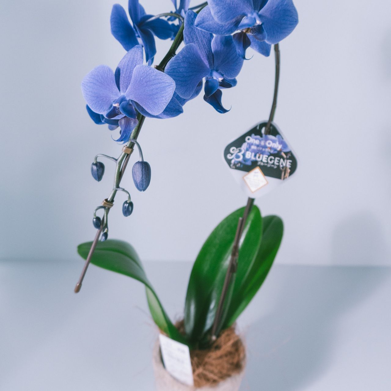 幻の胡蝶蘭「ブルージーン」