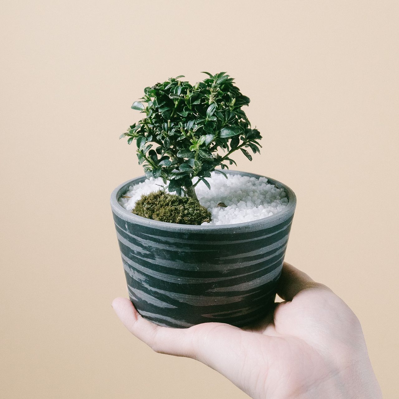 小さな盆栽「金目つげ」