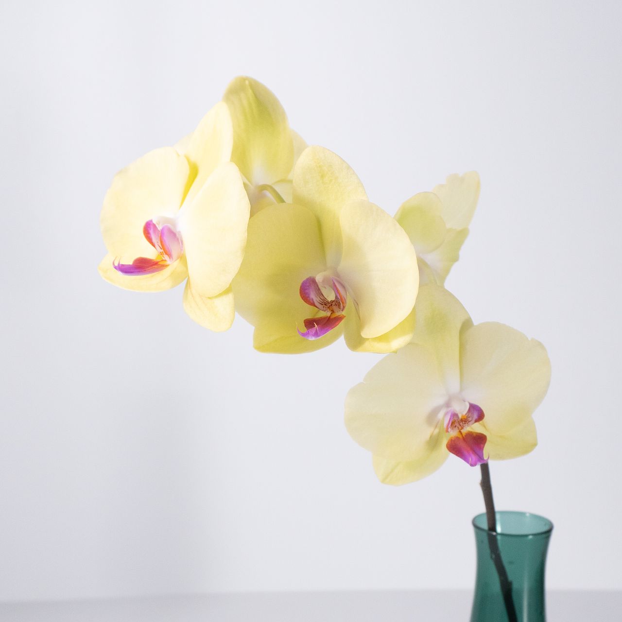 日野洋蘭園のミディファレノ「フーラーズサンセット」（1本）