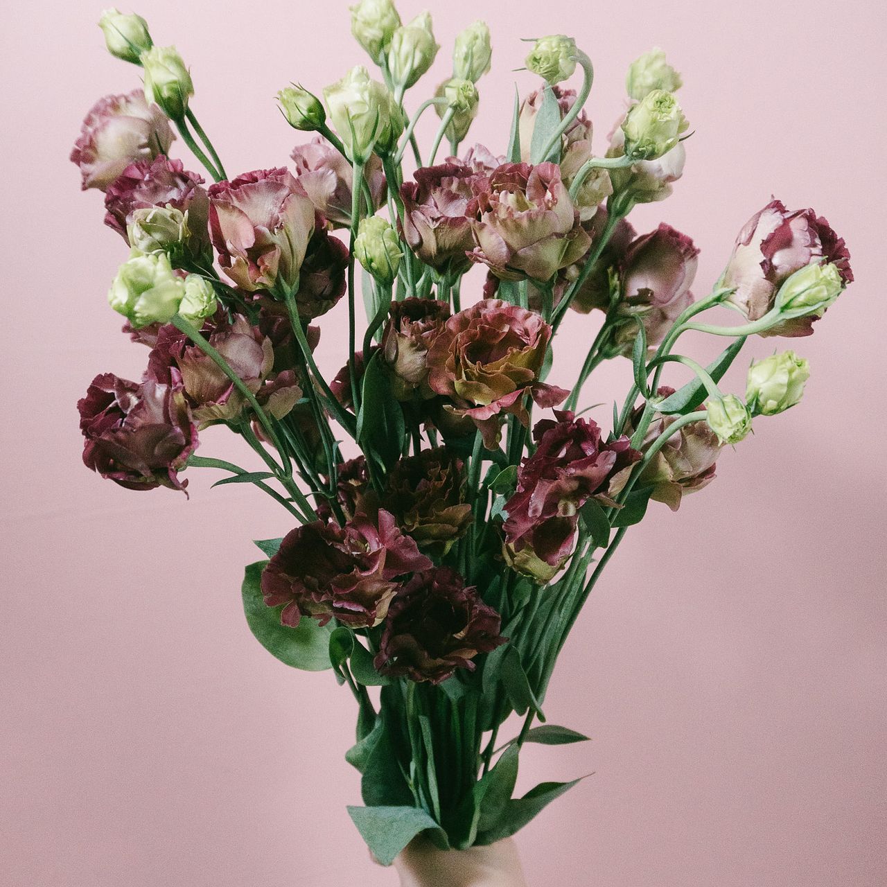 ボルドーカラーのトルコキキョウ