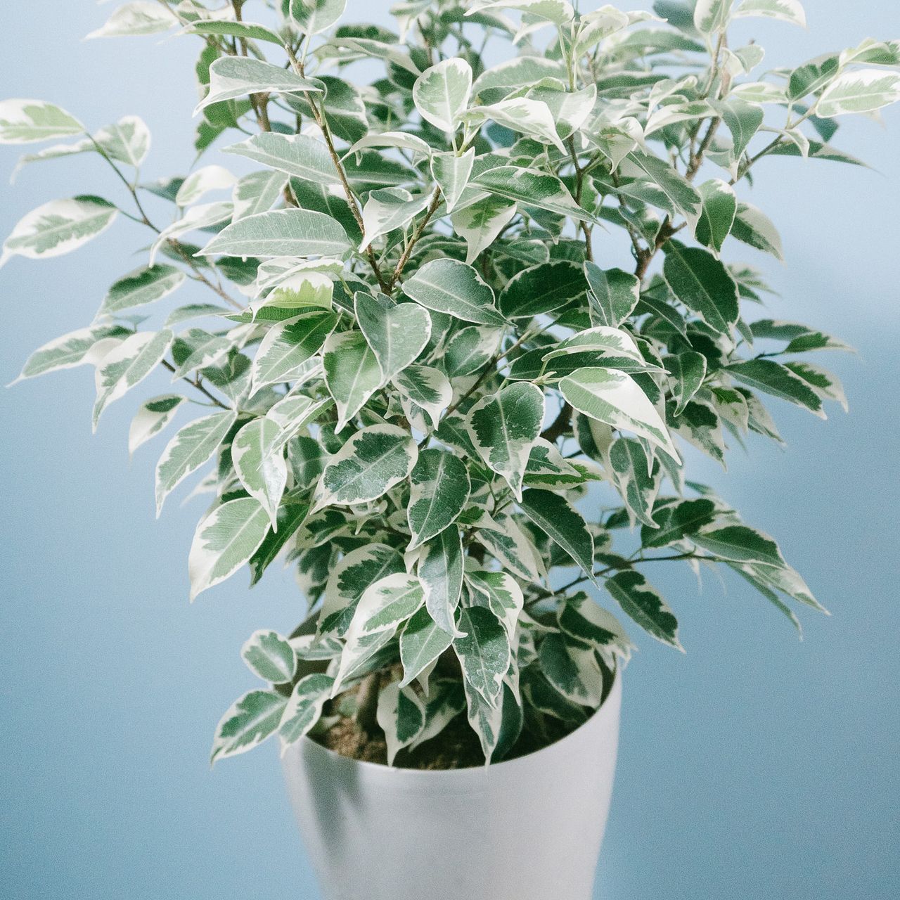 フィカス ベンジャミン「ゴールドプリンセス」