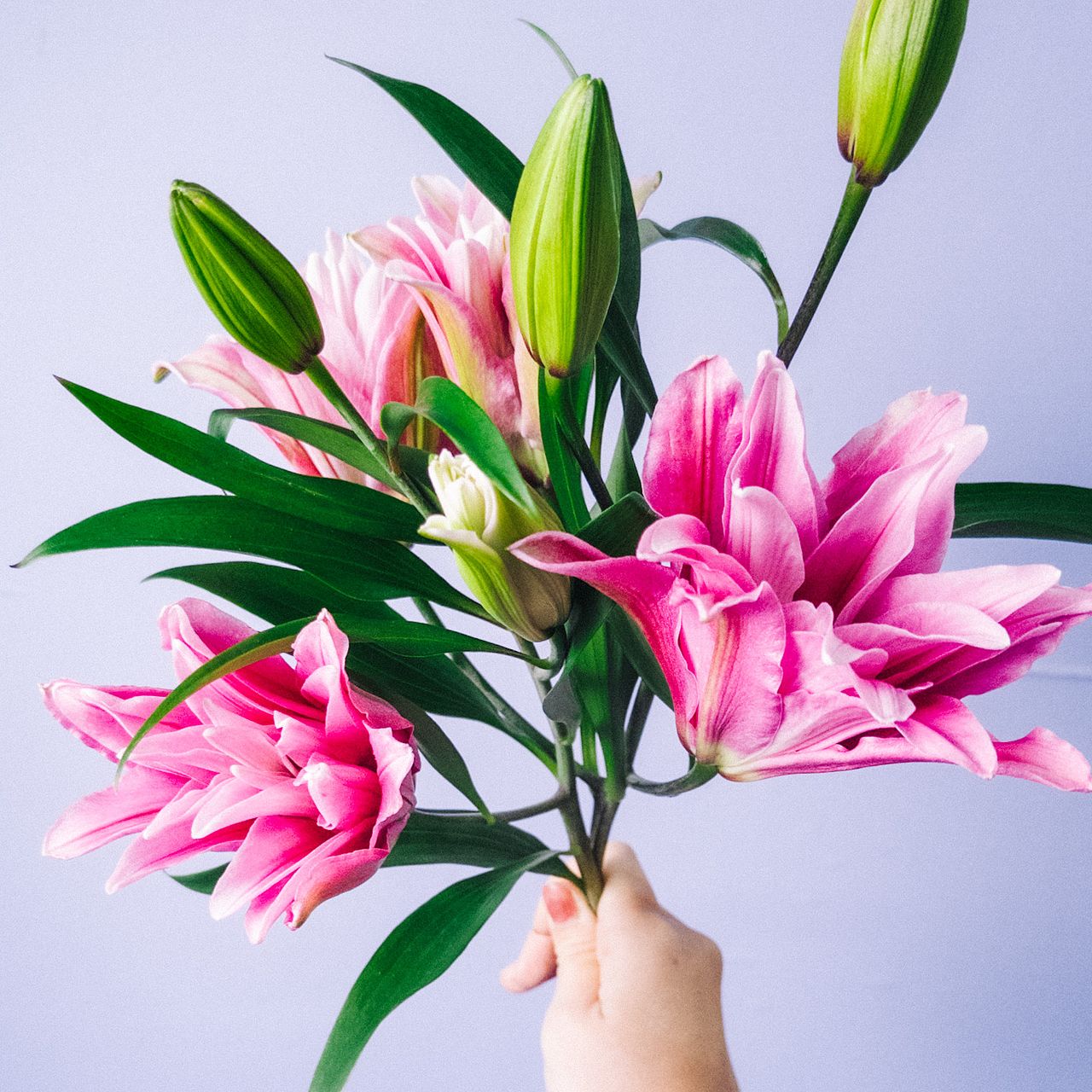 large_8d53b4aa-1520-4343-bf33-