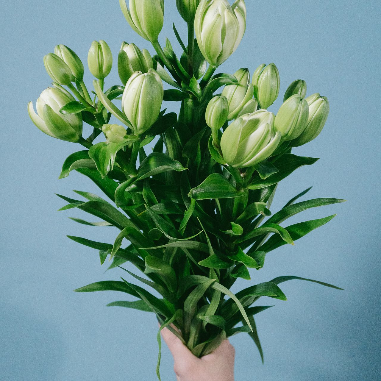 八重咲きリリー「ミステリードリーム」