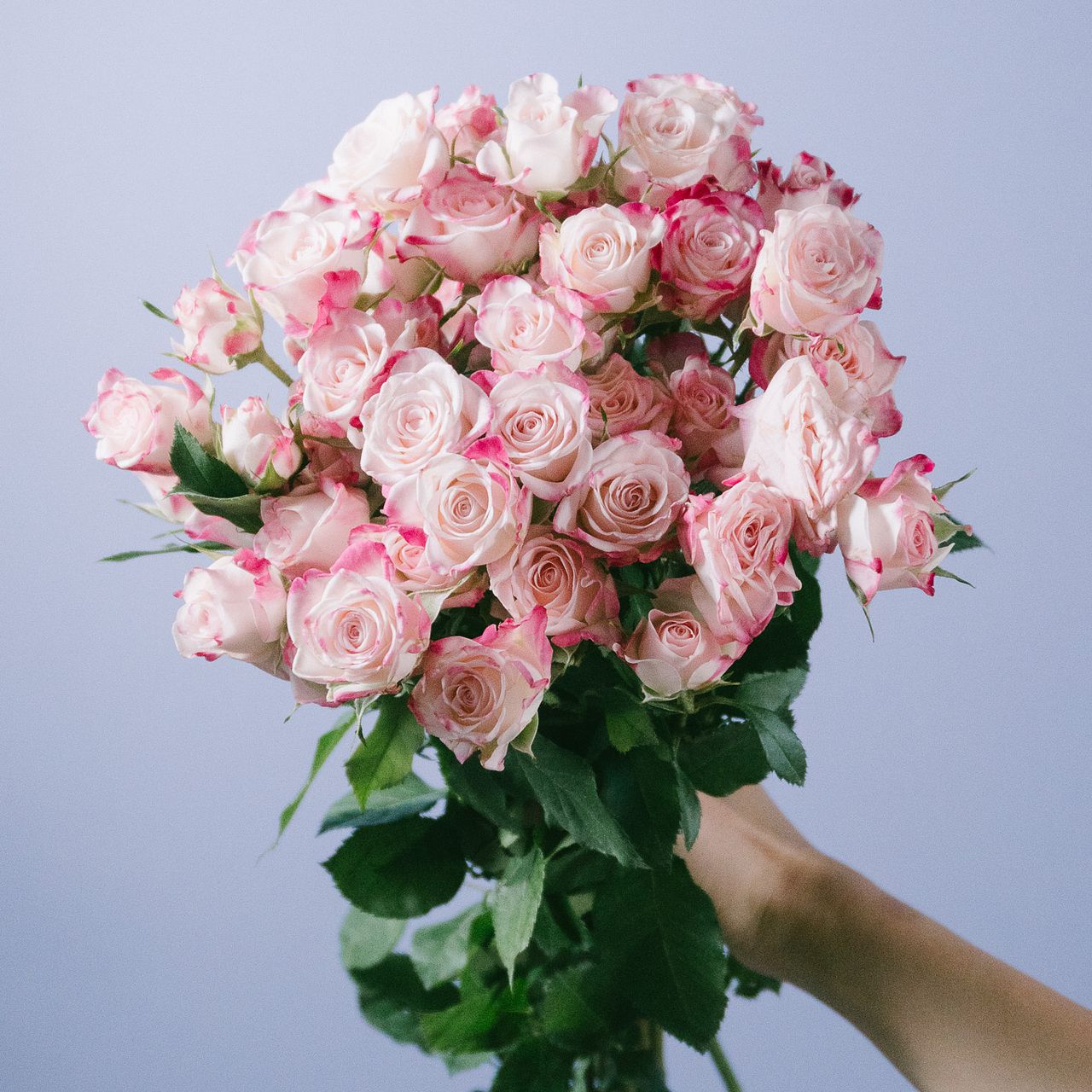 エプロン 花びら 新品 Rady 送料込 ローズ 薔薇雑貨とマットの卸販売 | 花柄,エプロン,花,薔薇,サロンエプロン ラスト1点 薔薇 エプロン・三角巾