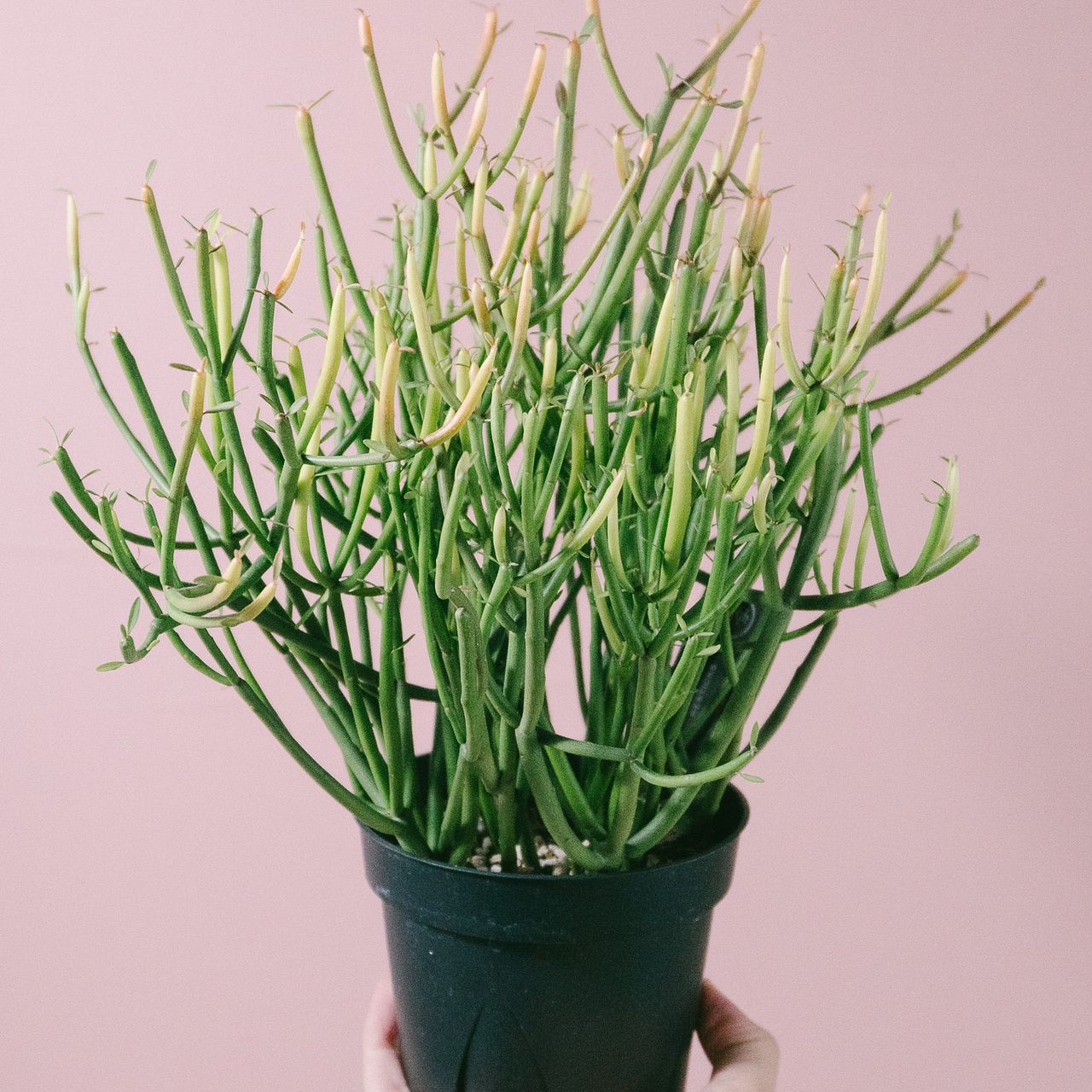 ミルクブッシュ「ファイヤースティック」