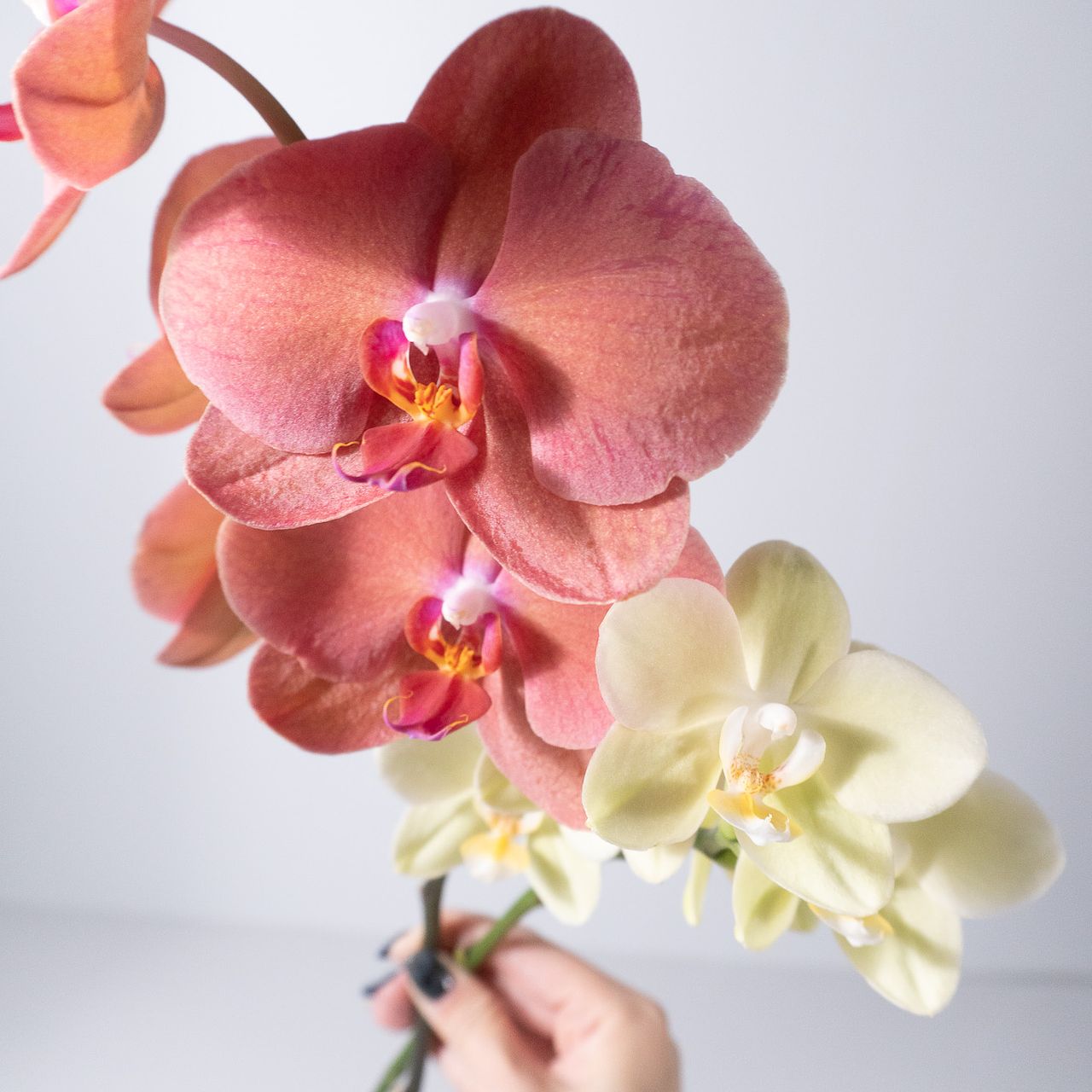 日野洋蘭園のおまかせミディファレノ（2本）