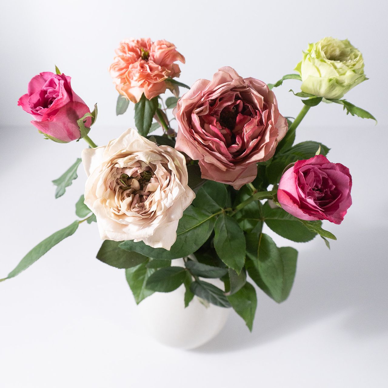 絵　バラ やぎばら園のArt Rose.マルシェ