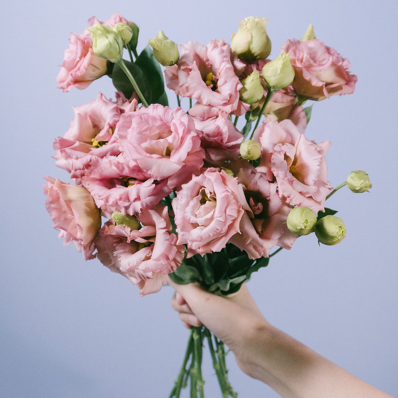 アンティークカラー】トルコキキョウ プッチーノ プルーン 《8/29》➀