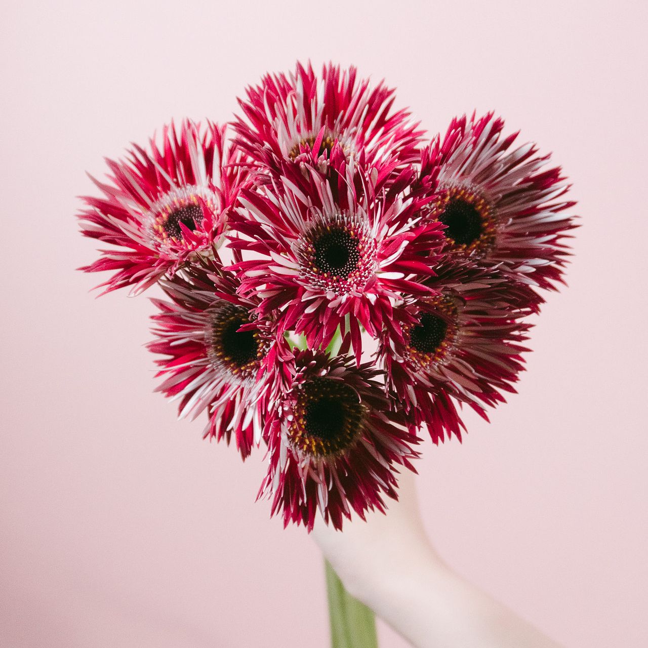 ガーベラ「スパイダーミッチェル」