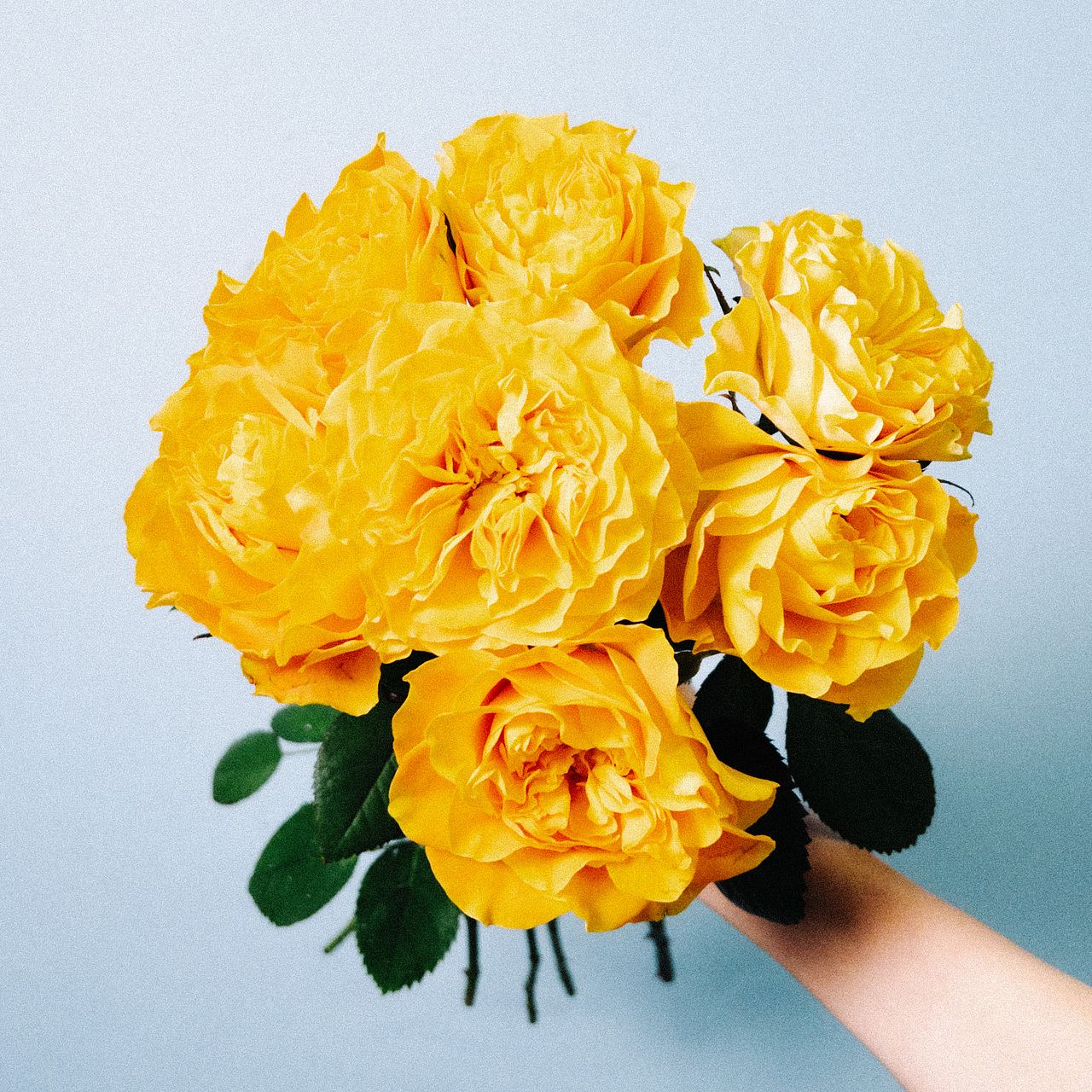 バラ「マンゴーリーバ」