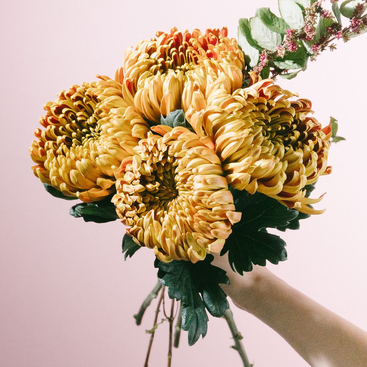 大輪アンティークマム