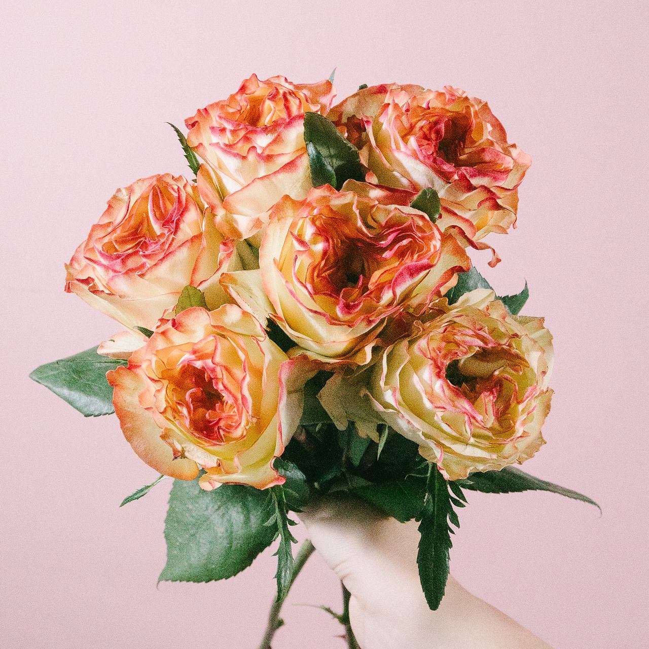 バラ「マリアカルメン」