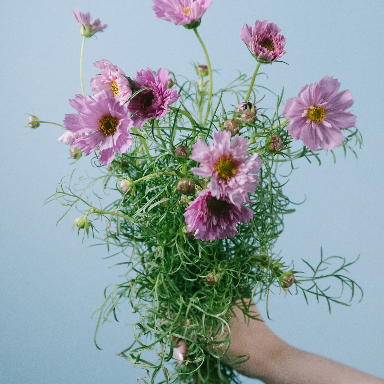 コスモス「ダブルクリックローズボンボン」