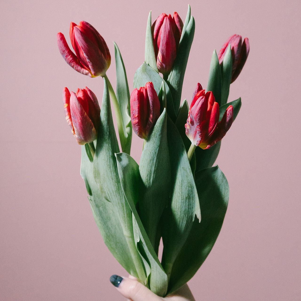 赤色チュウリップ咲きクレマチス チューリップ咲きクレマチス【赤色系