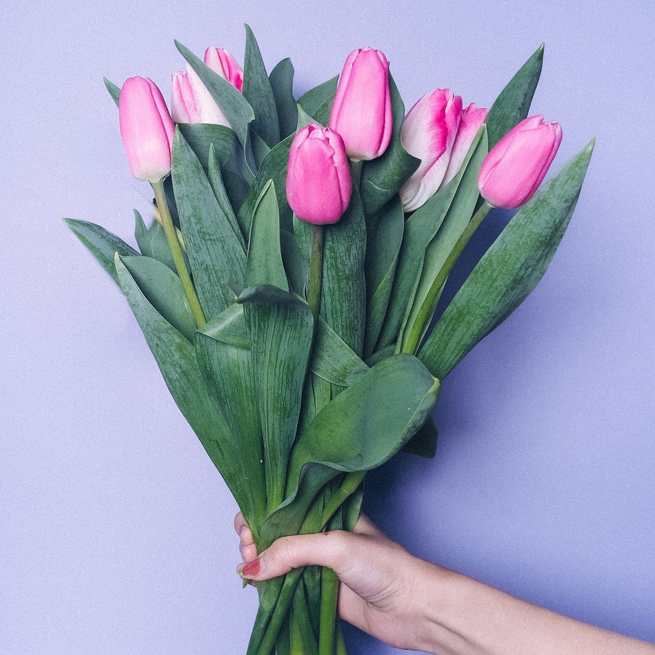 ピンクのチューリップ