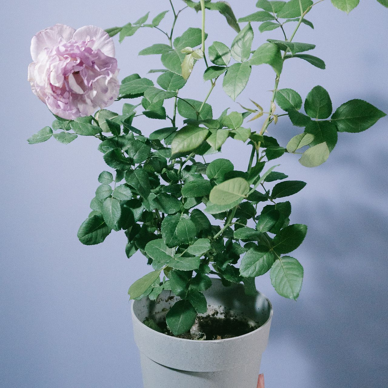 希少バラの鉢「カメオ」