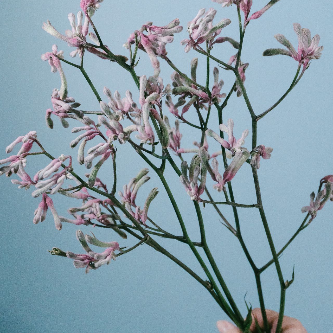 希少「ピンク色のカンガルーポー」