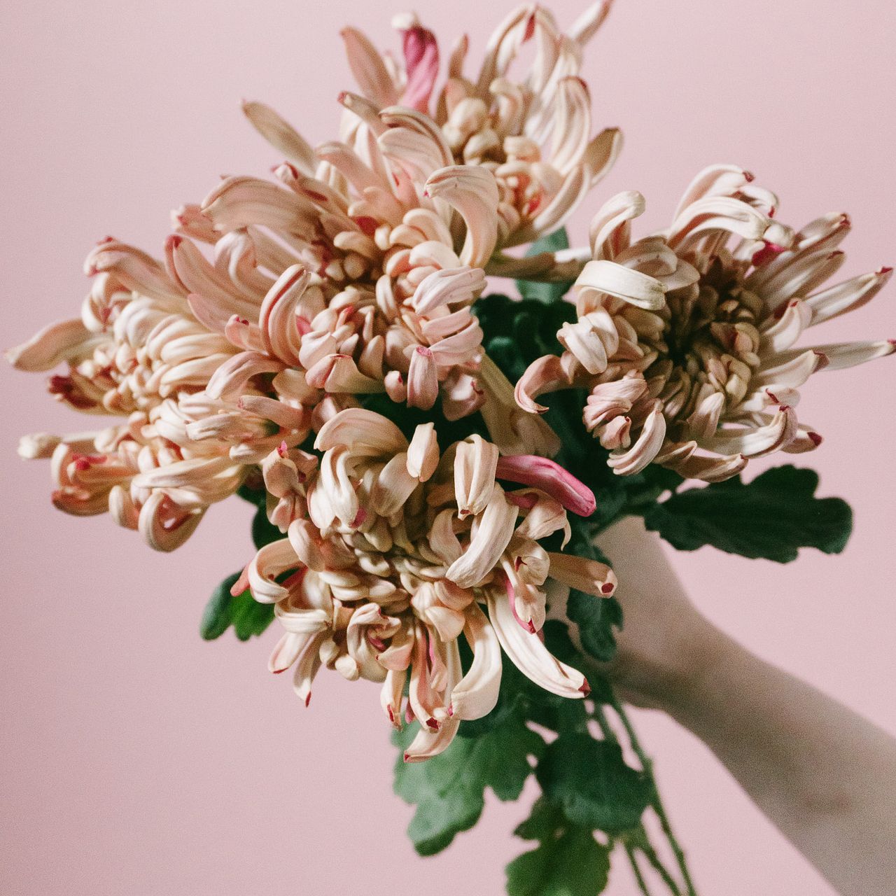 クラシックココア