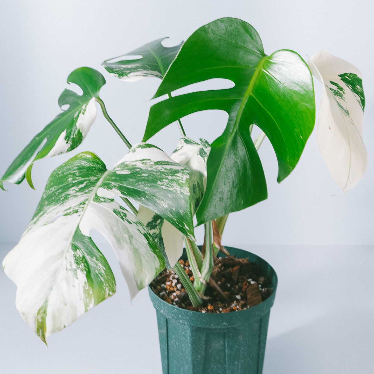 斑入りモンステラ「ホワイトタイガー」