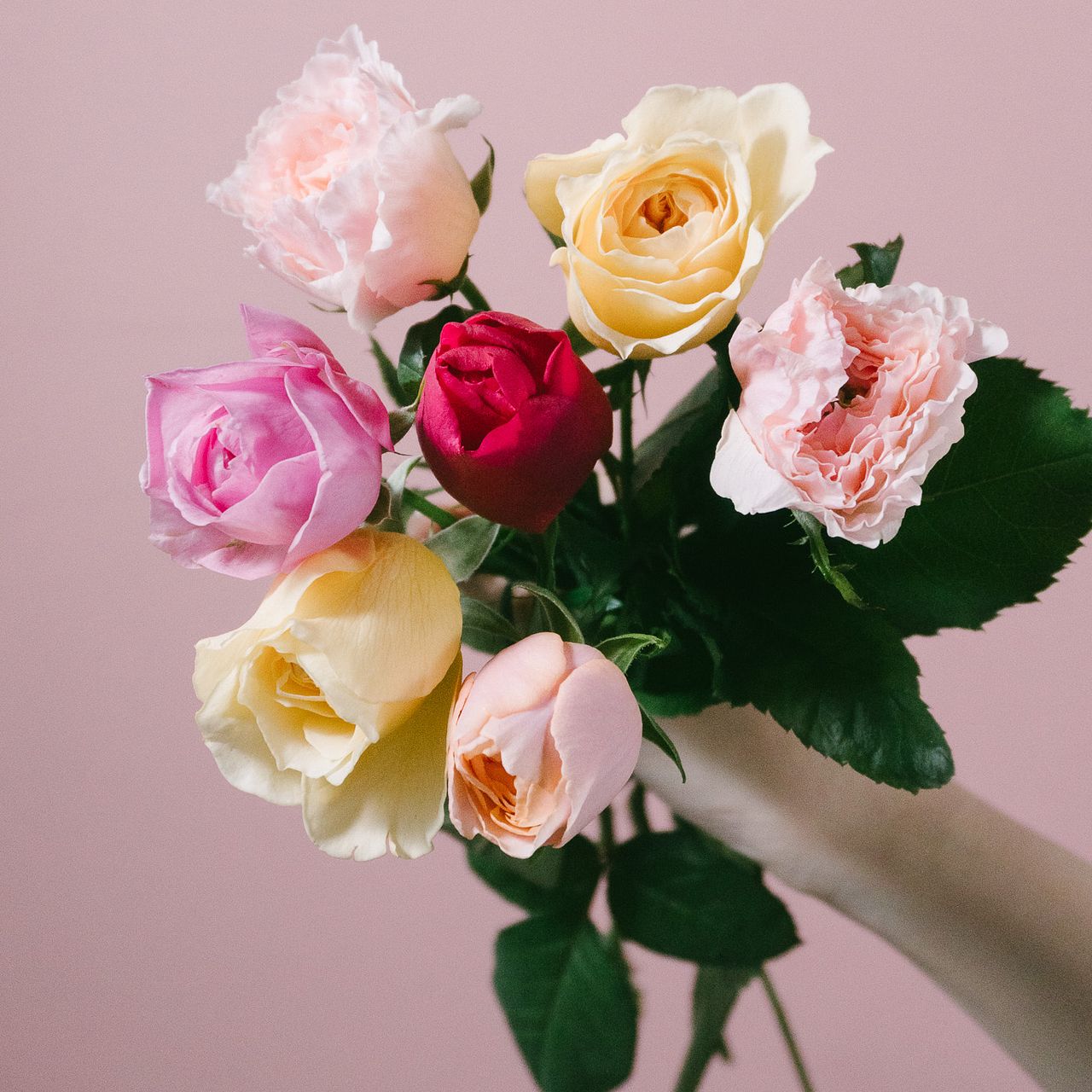 バラ　薔薇　バラ苗　和バラ　入手困難バラ flower-net_z230801004