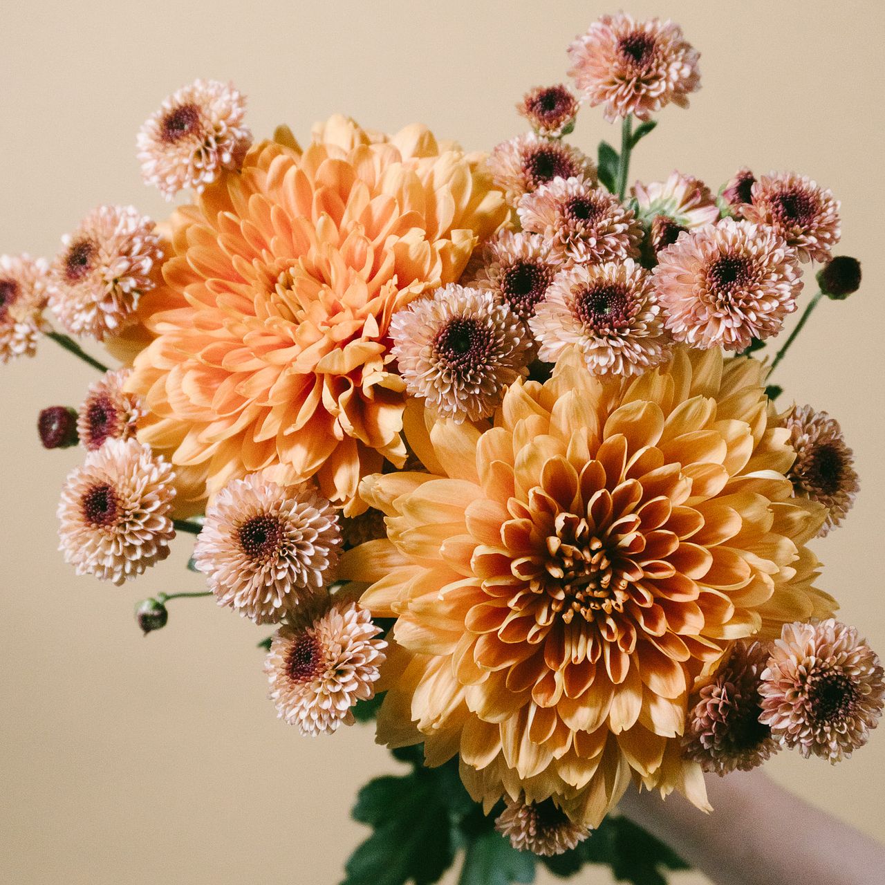 アンティークマム