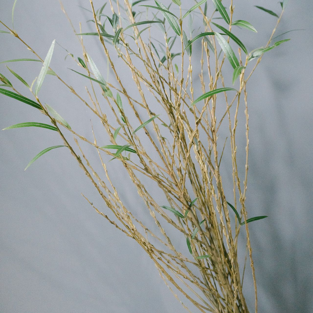 ラメ付き！ゴールドのこおりやなぎ