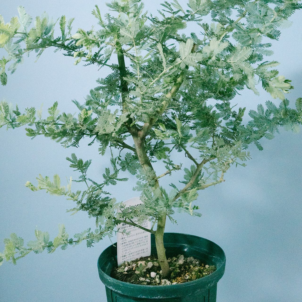 ミモザアカシア　/ 561 ミモザアカシア / 561 楽天市場】ミモザアカシア（植木