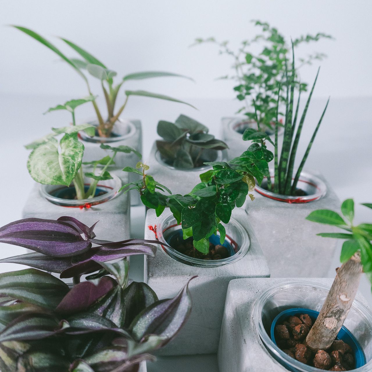 モルタルポットのおまかせ観葉植物（1個）