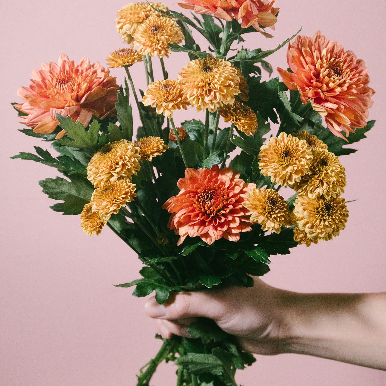 アンティークマム