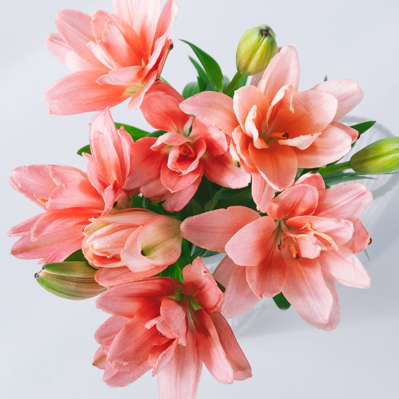 今井ゆり園の新品種「プラデザート」