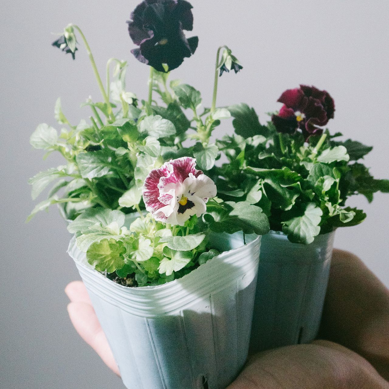ダークカラーのビオラミックス（3鉢）