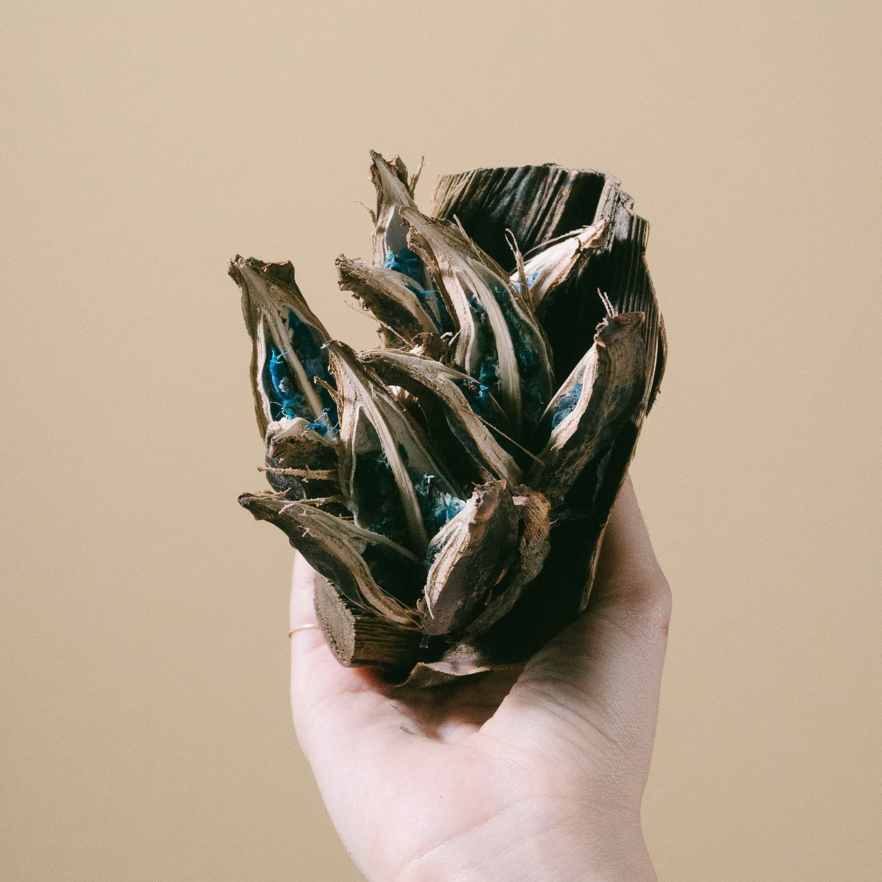 タビビトノキ（Mサイズ）