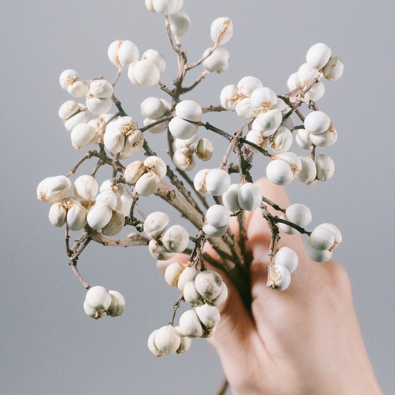 紫陽花　確認用 まん丸多弁、クリスマスローズ、苗、開花株 花1ガク0蕾0 開花株4