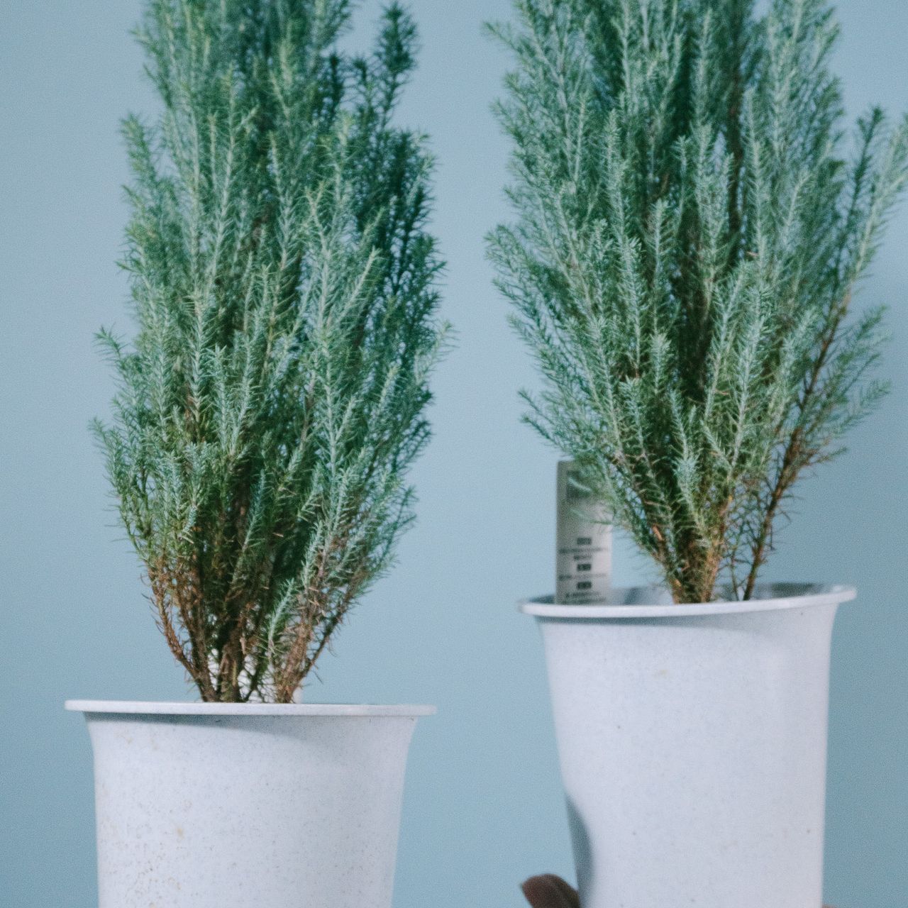 サルフレア 苗 ・ シルバースター（枝変わり）コニファー2種セット