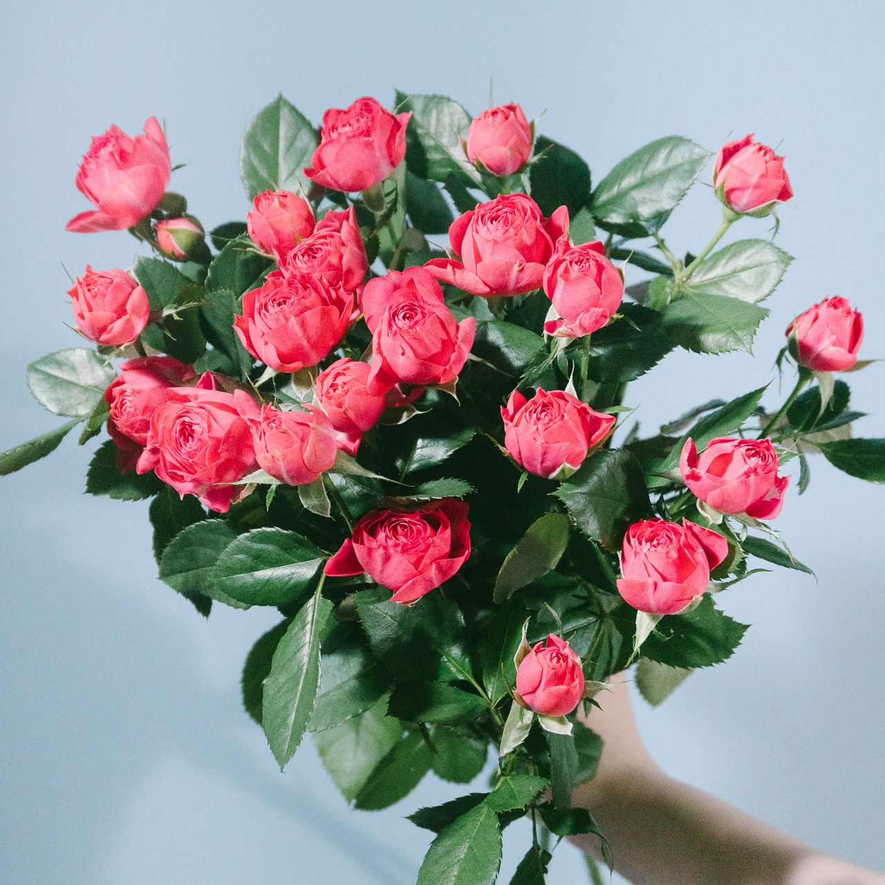 スプレーバラ「ストロベリーポロン」