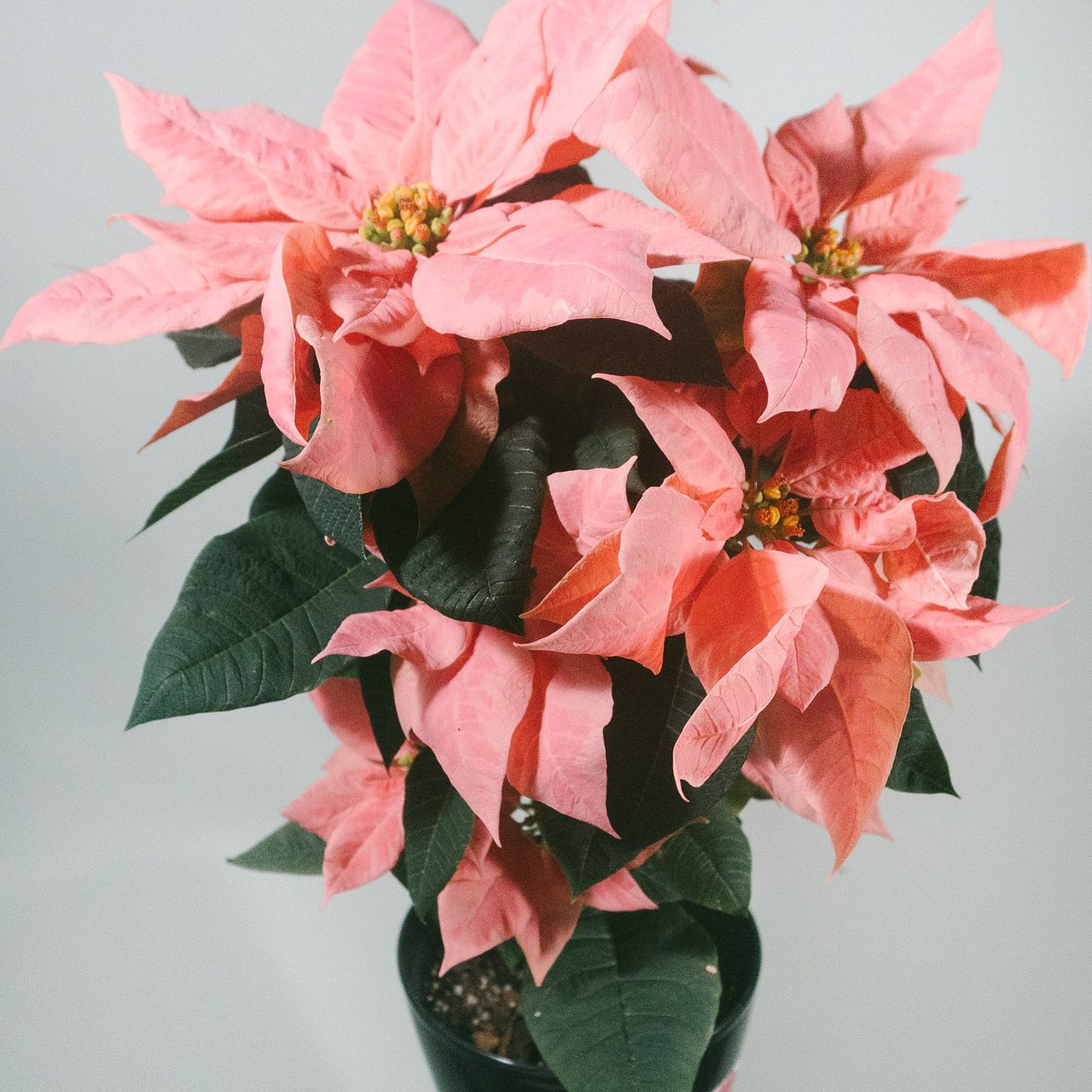 ピンク色のポインセチア