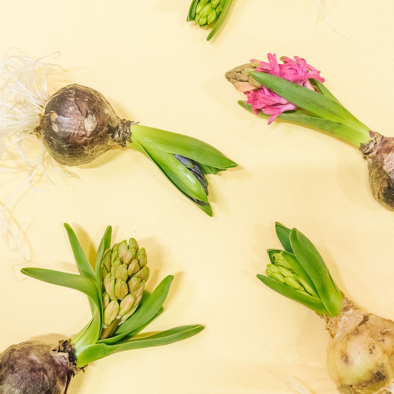 球根ヒヤシンス