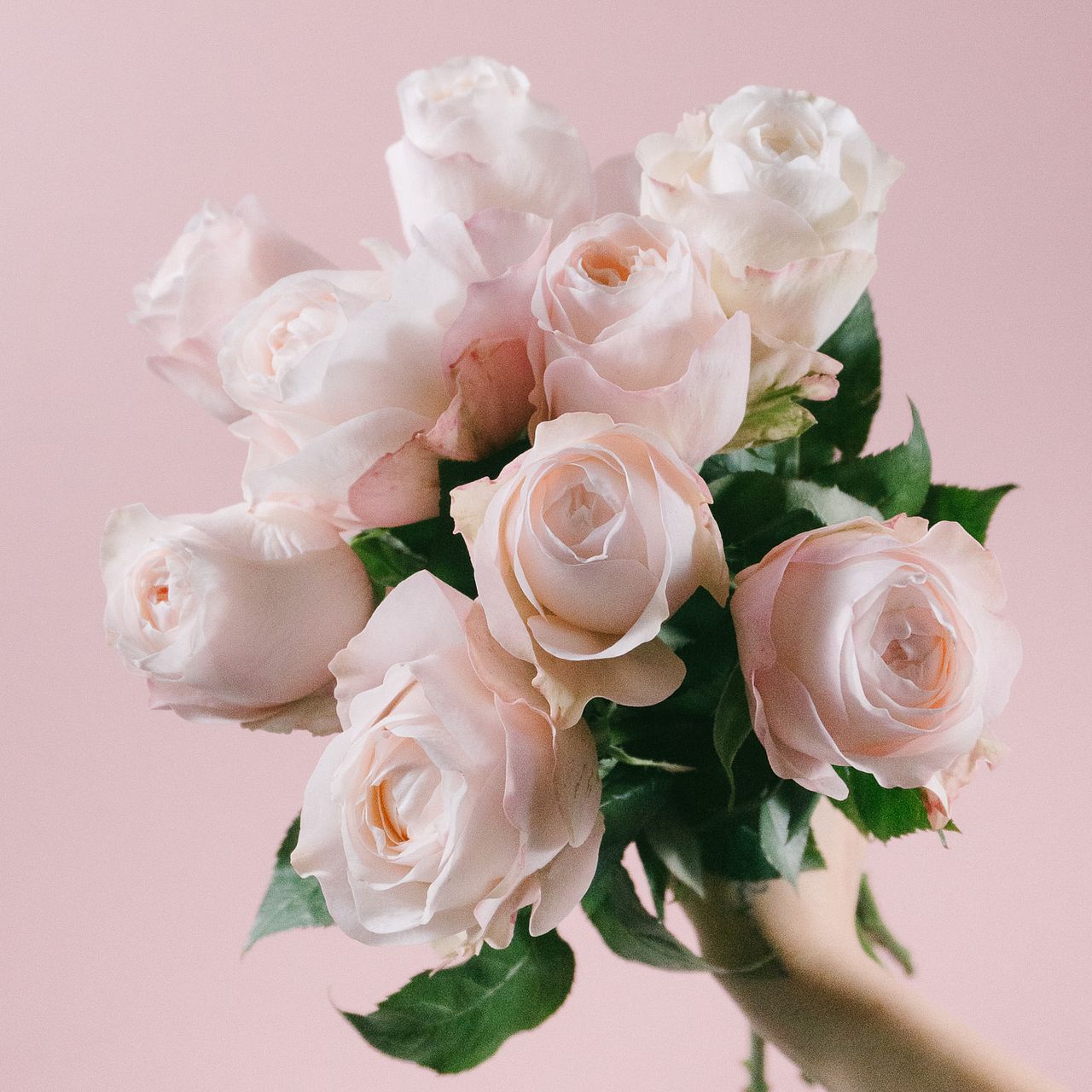 希少ローズ「ロストガーデンズ」