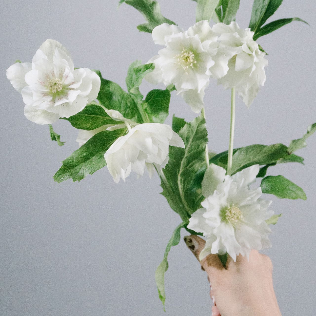 在庫売り尽くし クリスマスローズ 八重咲き ダブル エレン 2鉢セット 5