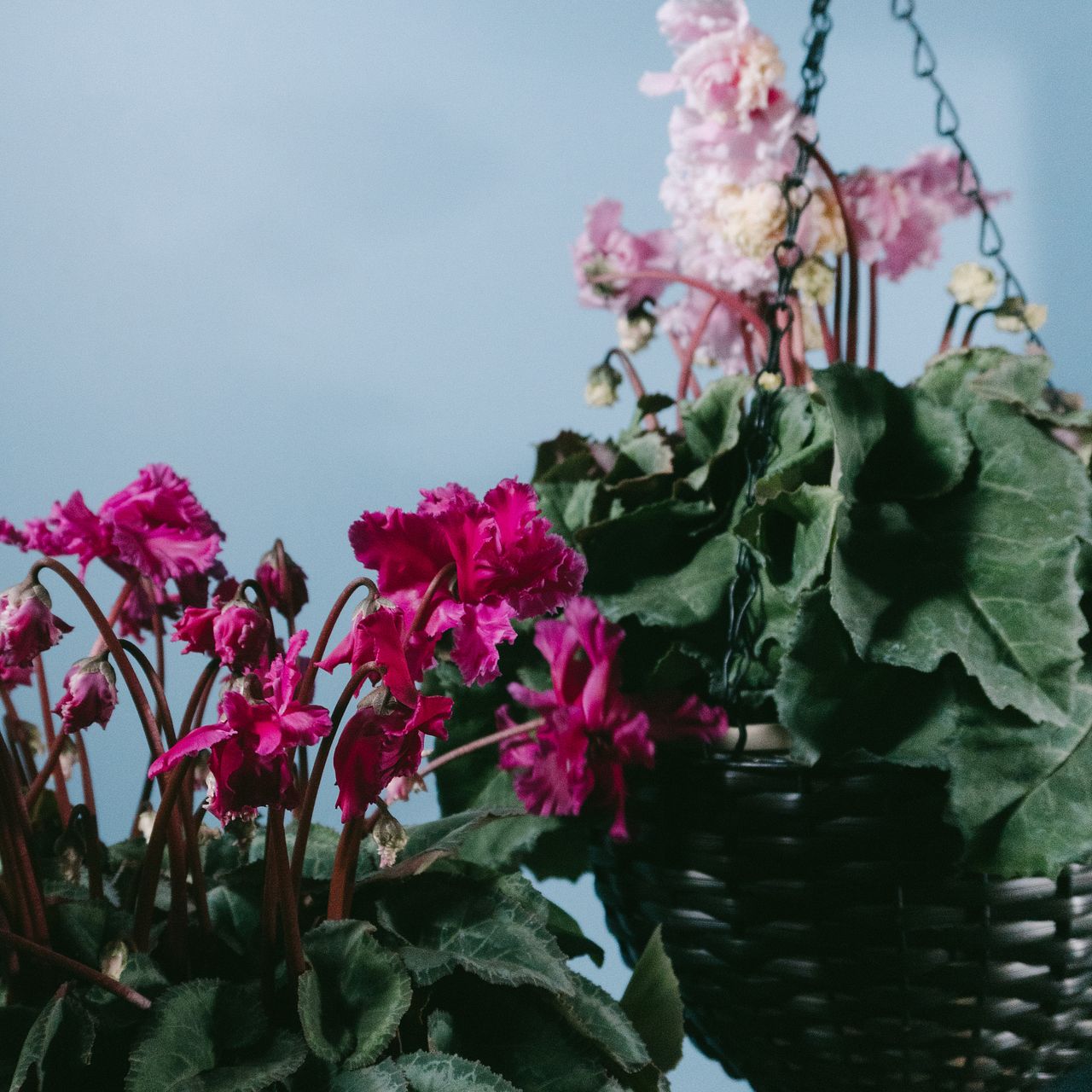 見上げたくなるシクラメン「フローエル」（1鉢）