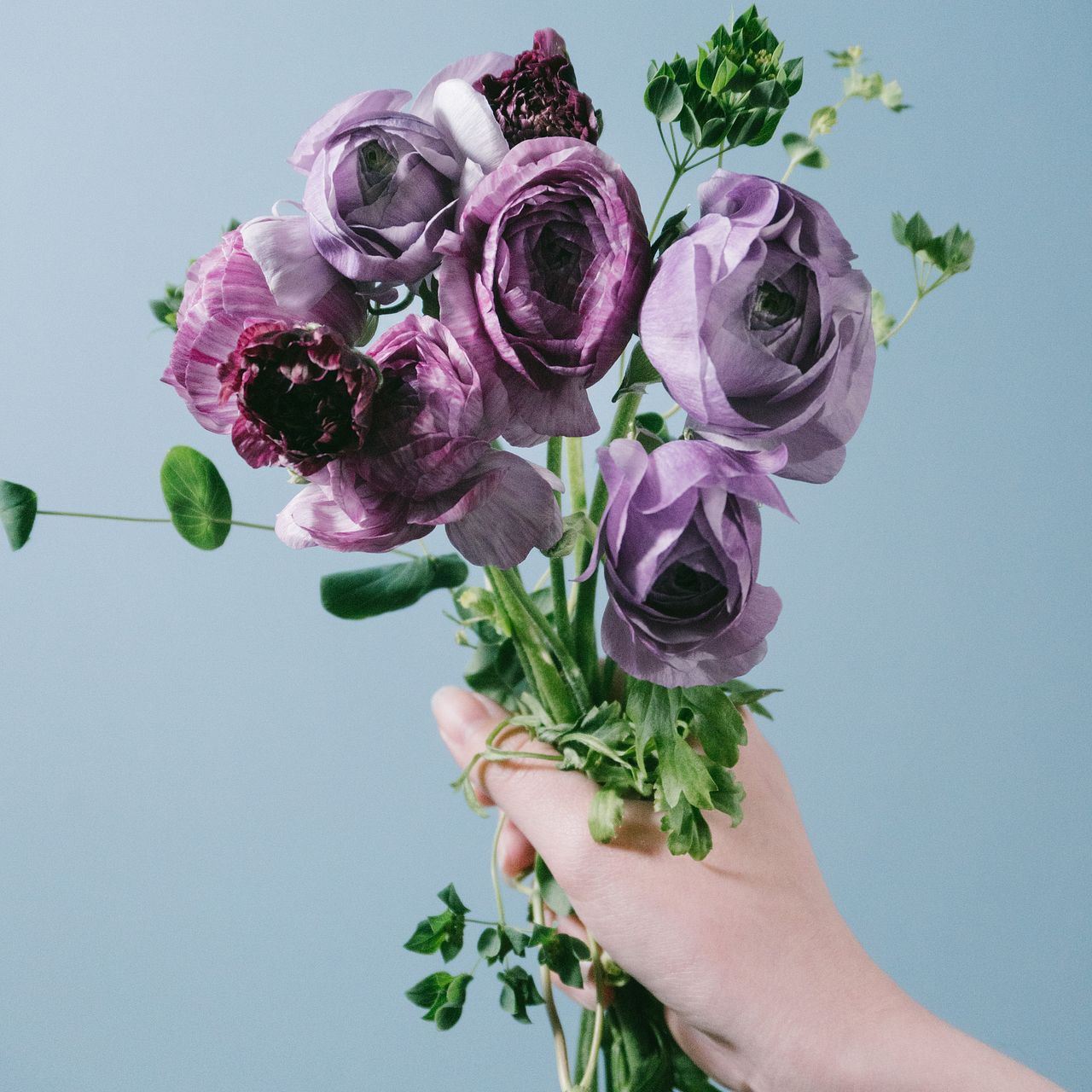 パープルブルーラナンキュラス