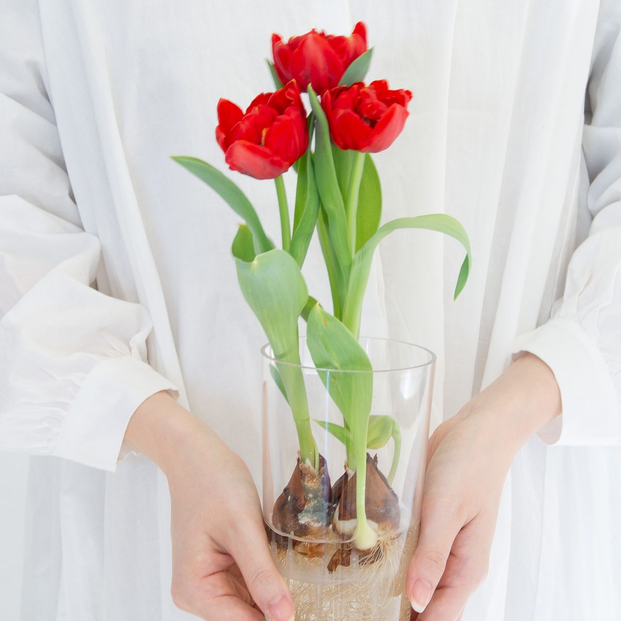 産直】チューリップ「レッドベイビー」水耕栽培キット