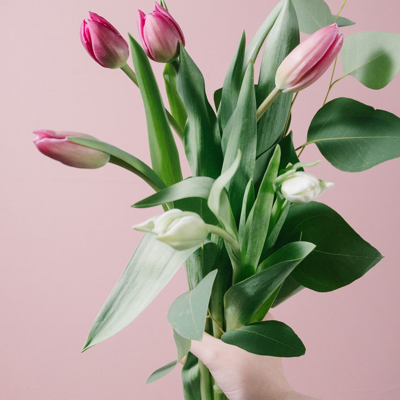 ピンクチューリップ