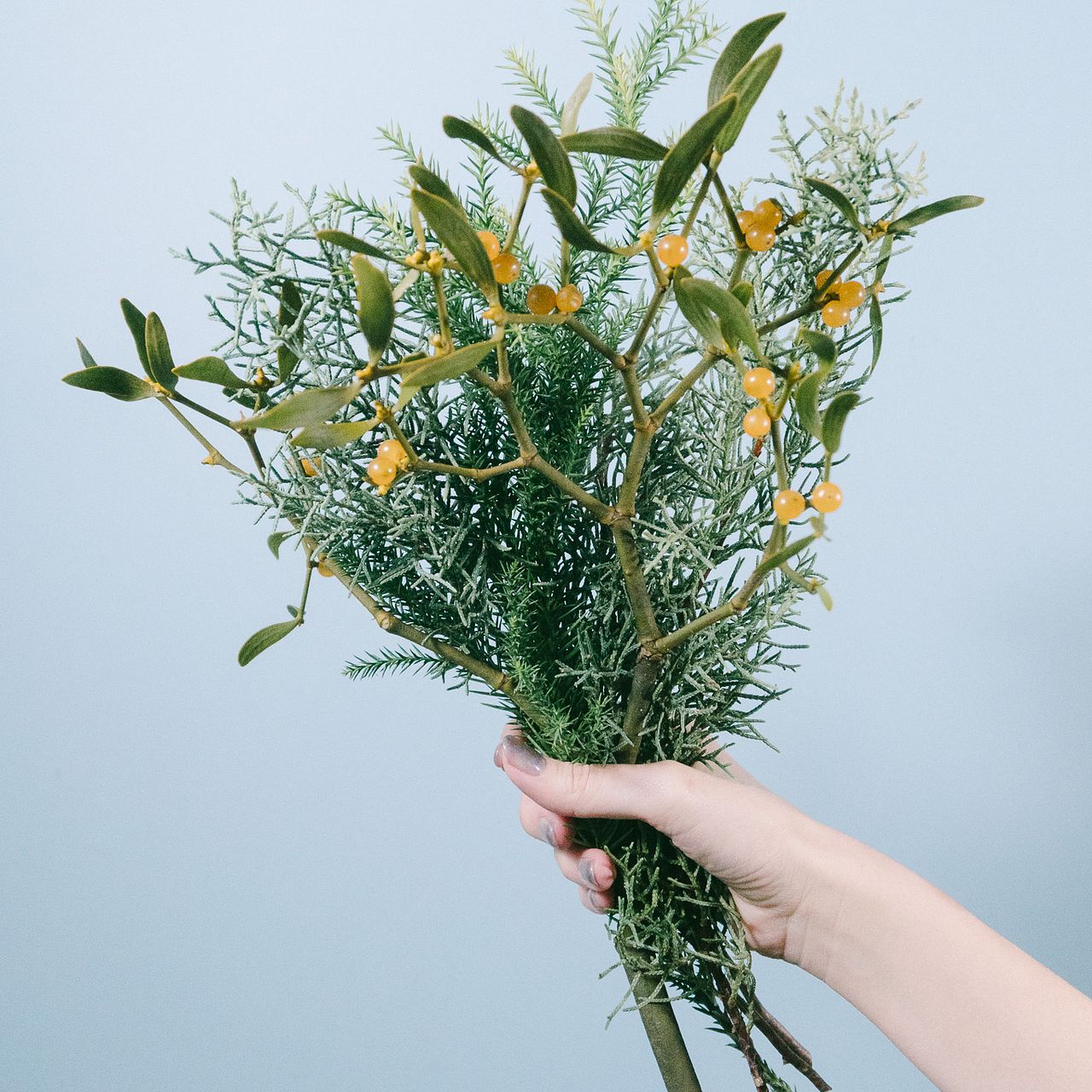 希少！幸運のヤドリギ