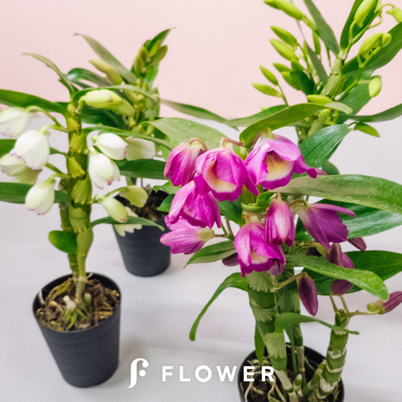 No.0949　ラン　斑入り　Den.ベリー　水晶勲　３ヶセット　希少品 Yahoo!オークション - No.0137 斑入り ラン デンドロ 斑入ベリー水晶勲