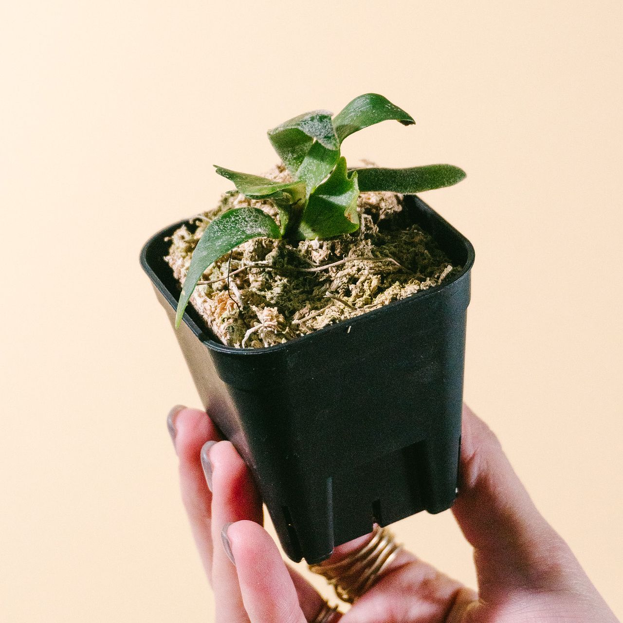 超希少！ビカクシダ「p.willinkii 'bacteria'」