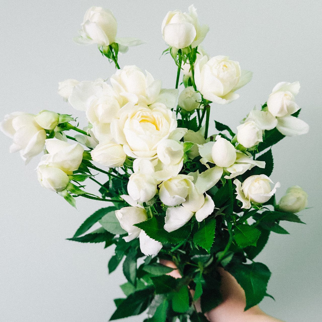 お試しローズ「スイートオールド」（9本）