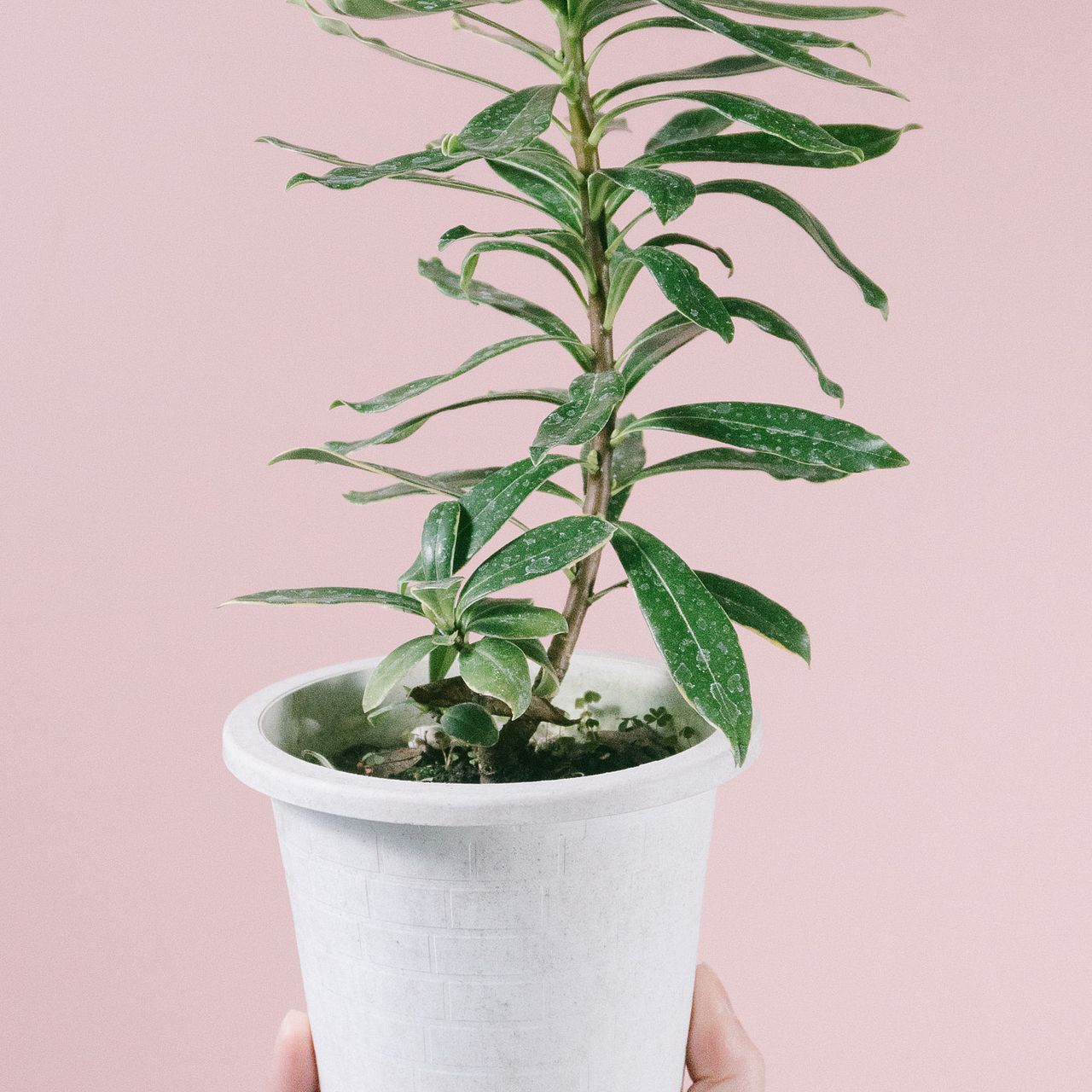 絵画4号 Shinkichi Hokonoki かぼちゃと花（ピンク） 絵画4号